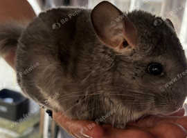Male baby violet