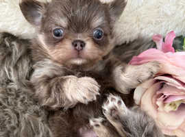 Three beautiful quality pedigree LILAC chihuahua boys available to reserve
