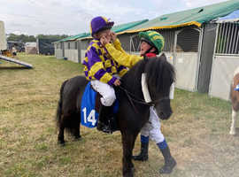 Shetland grand national pony. Fully registered with spsbs.