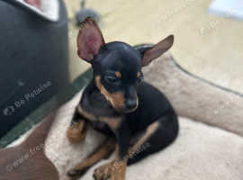 Russian toy terrier KC registered
