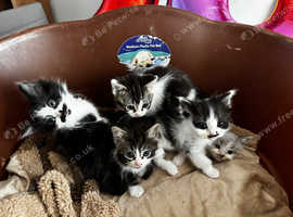 5 ragdoll x kittens