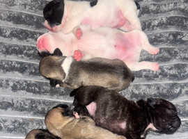 French bull dogs (frug)