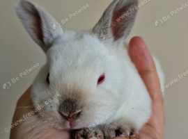 2 Rare Himalayan Mini Rex