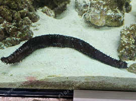 Marine Saltwater Black Sea Cucumber