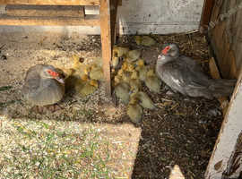 Muscovy ducklings