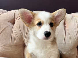 Exceptional Welsh Pembroke Corgis available from May 3rd (fully vaccinated)
