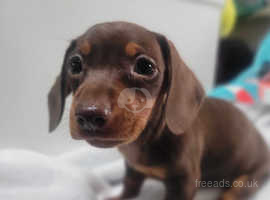 Female choclate and tan puppy