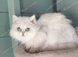 Beautiful Pedigree Chinchilla Persian Kitten.