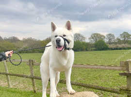 White Japanese Akita