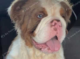 Fluffy store english bulldog