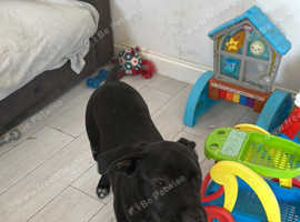 6 month old male staff x lab