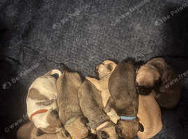 Beautiful Pug puppies