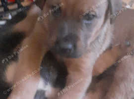 Mastiff x great Dane x gsd x Akita x Rottweiler babies