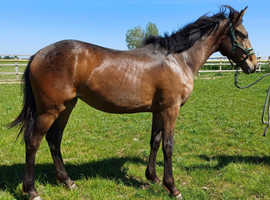 Knabstrapper/Appaloosa warmblood yearling filly