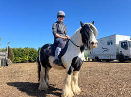 Chunky full up 12.3 cob gelding
