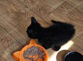 Pure black kitten