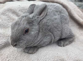 Gorgeous velvet mini rex boys