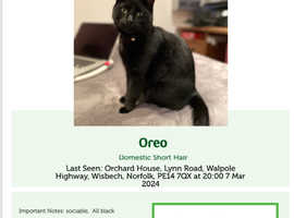 Black shorthair cat, (Oreo)