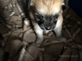 Pedigree KC Registered Long Coat Chihuahua Puppies in Grimsby, Lincolnshire  born 27/02/22