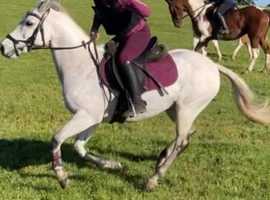 13.2 h gelding