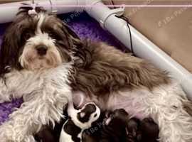 Gorgeous Havanese puppies