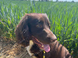 Cocker spaniel therapy dog