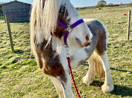 Stunning skewbald cob