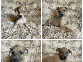 3/4 Italian greyhound