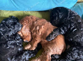 Darling Toy Cockapoo