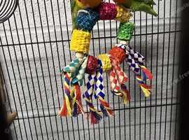 Fischers love bird matching pair