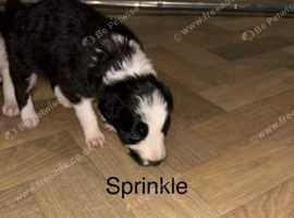 border collie puppys