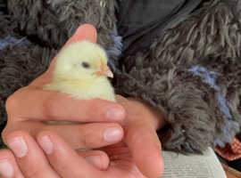 Easter fluffy baby Chicks for sale