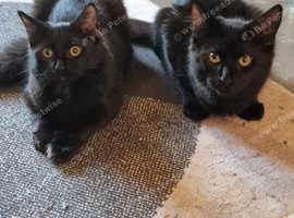 2  Beautiful Brothers. To find a home together.