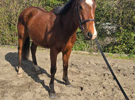 Red - 4 year old TB Gelding