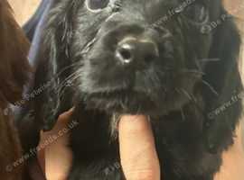 READY TO GO TO FOREVER HOMES Cocker spaniel pups for sale