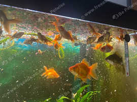 Goldfish for sale