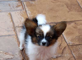 Stunningly Beautiful Fully Health Tested Male Papillon Puppies s