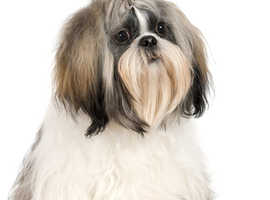 Shih Tzu Imperial (Wanted)