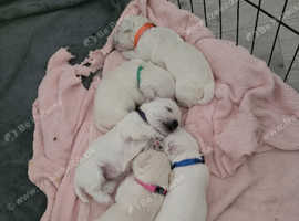 Westiepoos for sale