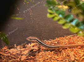 Pair of long tailed lizards