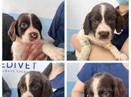 Springer spaniel puppies for sale best sale north east