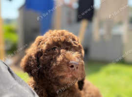 Quality Labradoodle Pups Ready Now