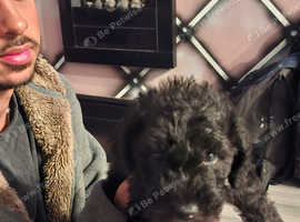 Bedlington terrier puppies
