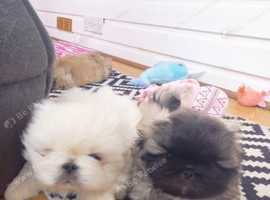 Gorgeous Pekingese puppies