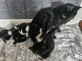 3 kittens Looking for their forever home