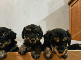 Miniature phantom poodle puppies hotsell for sale