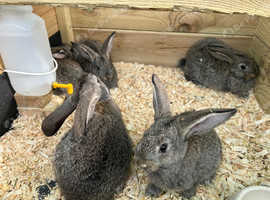 8 wk old Flemish giant