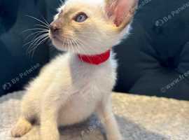 Gorgeous GCCF Registered Siamese Kittens