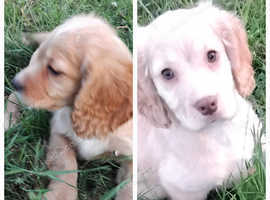 Cocker spaniel puppies
