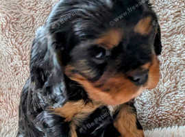 cavalier king Charles
